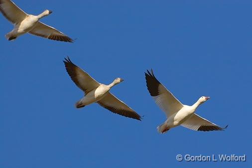 Snow Geese In Flight_72665.jpg - Snow Geese (Chen caerulescens) photographed in the Bosque del Apache National Wildlife Refuge near San Antonio, New Mexico, USA.